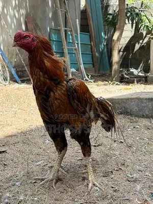 Aseel Rooster