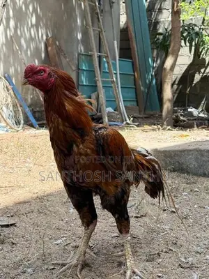 Aseel Rooster