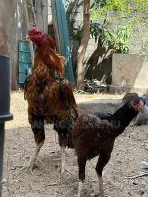 Aseel Rooster