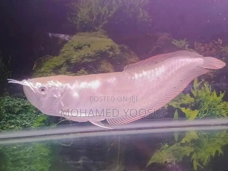 Silver Arowana Fish