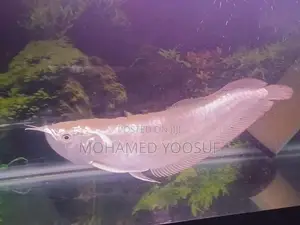 Silver Arowana Fish