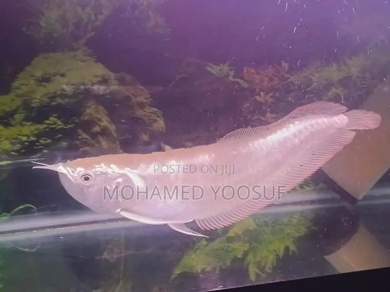 Silver Arowana Fish