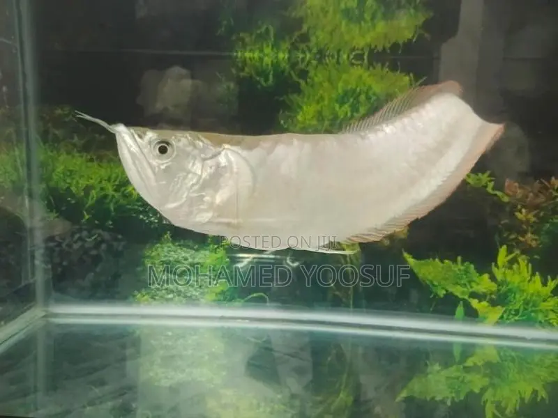 Silver Arowana Fish