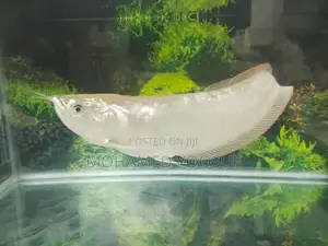 Silver Arowana Fish