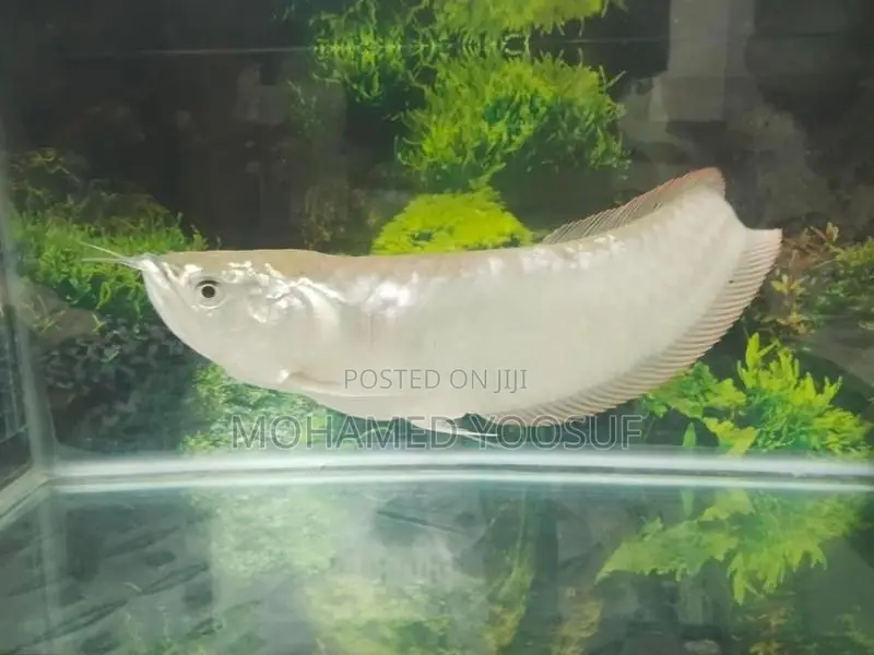 Silver Arowana Fish