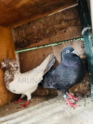 පරවියන්