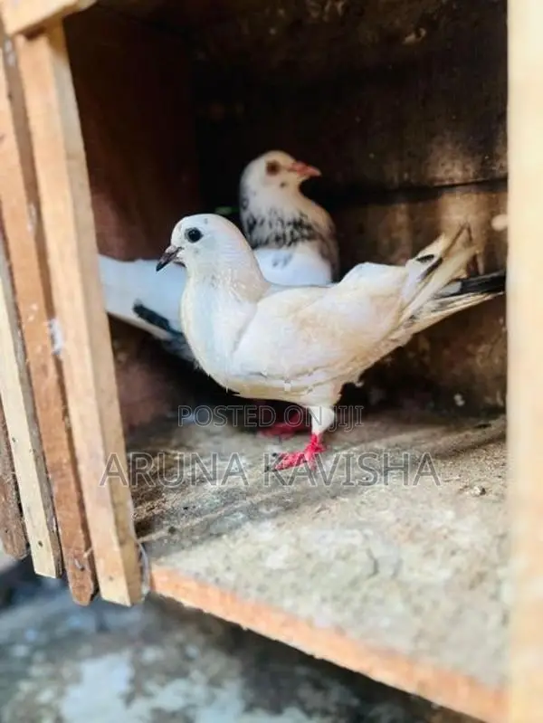 පරවියන්