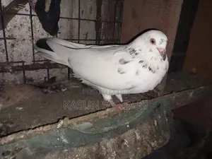 පරවියෝ