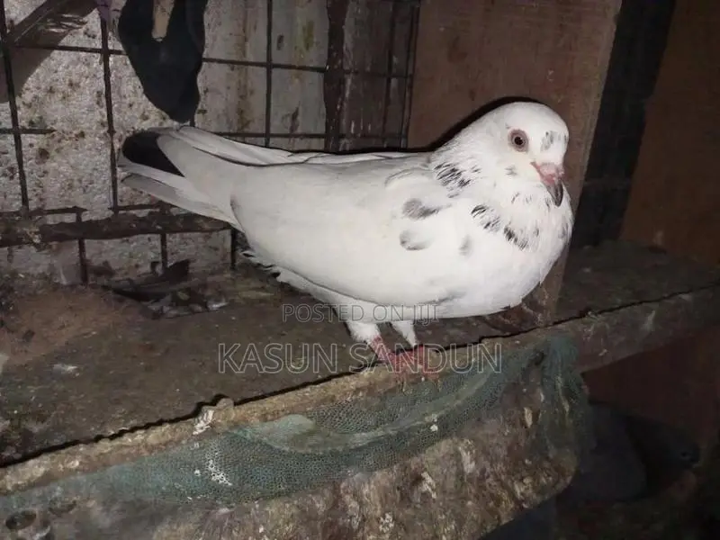 පරවියෝ