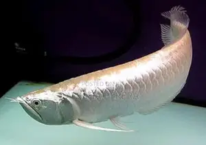 Silver Red Line Arowana