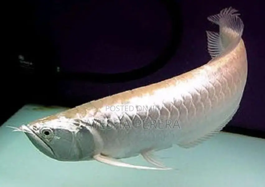 Silver Red Line Arowana