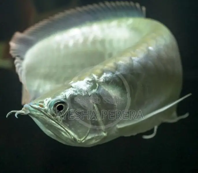 Silver Red Line Arowana