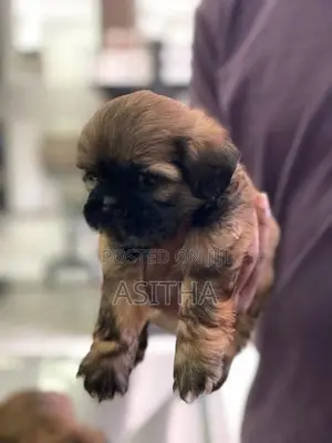 Russian ShihTzu Puppies