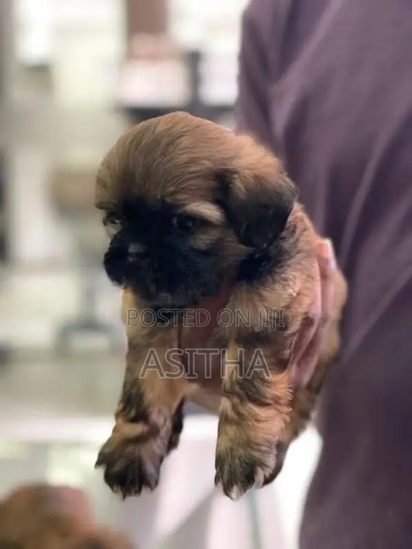 Russian ShihTzu Puppies
