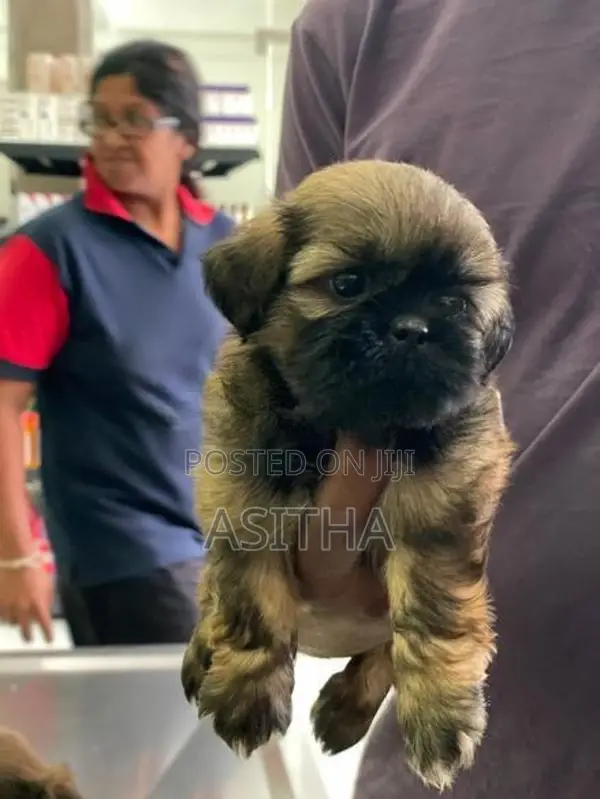 Russian ShihTzu Puppies