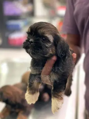 Russian ShihTzu Puppies