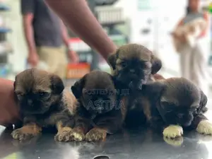 Russian ShihTzu Puppies