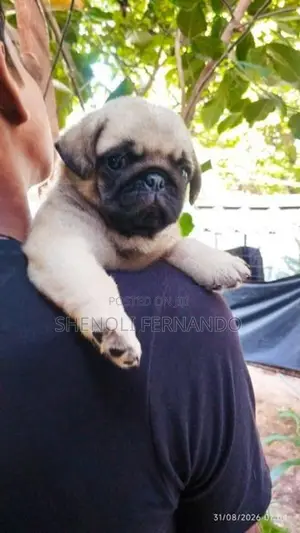 Pug Puppies