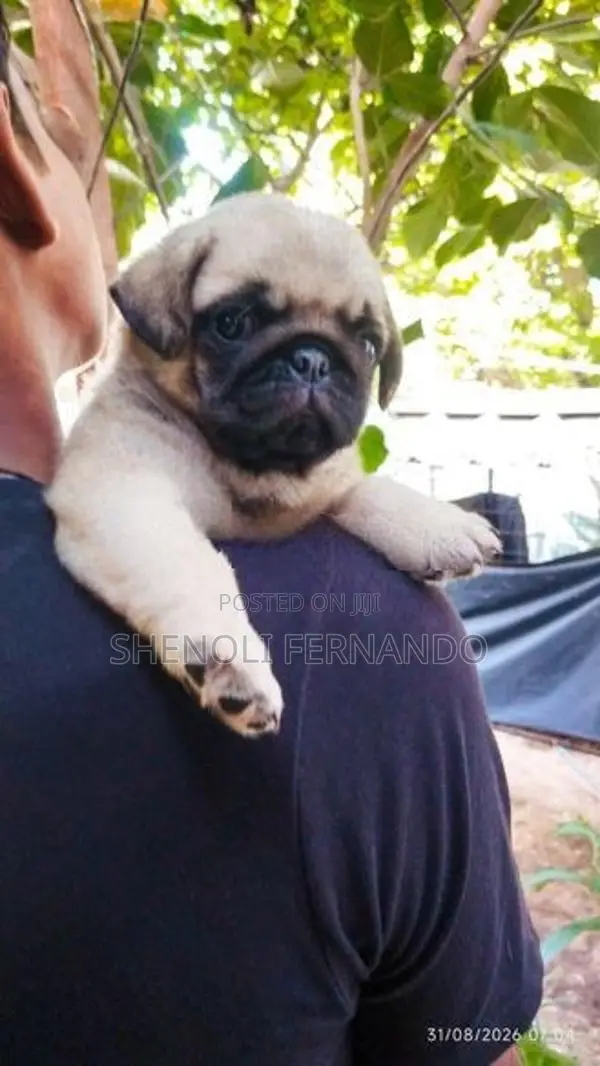 Pug Puppies