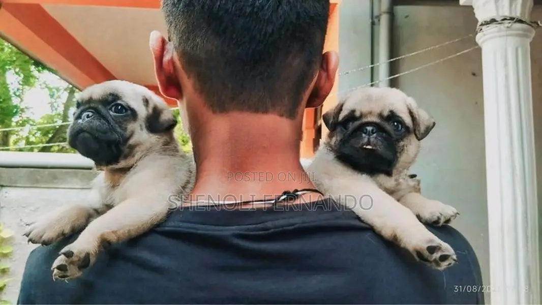 Pug Puppies