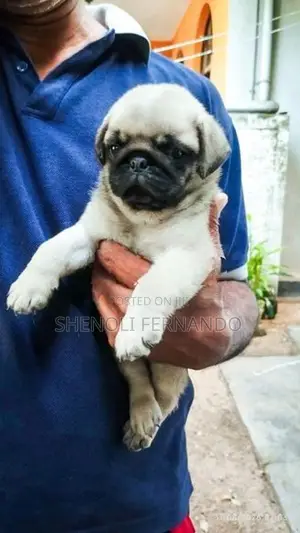Pug Puppies