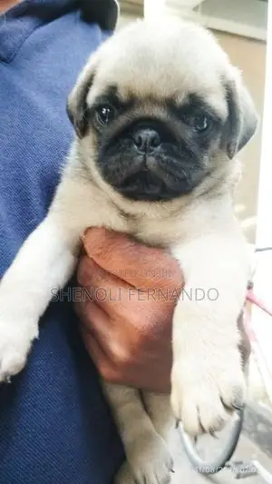 Pug Puppies