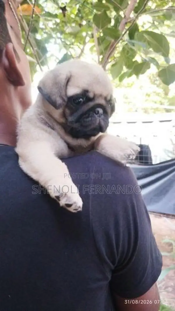 Pug Puppies