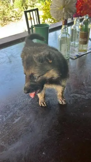 German Shepherd Puppy Male