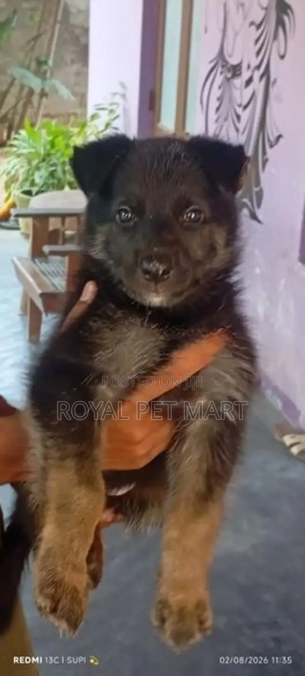 German Shepherd Puppy Male