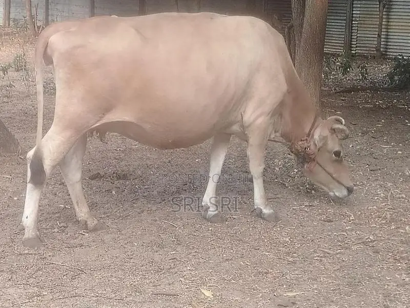 Milk Cow