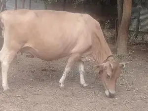 Milk Cow