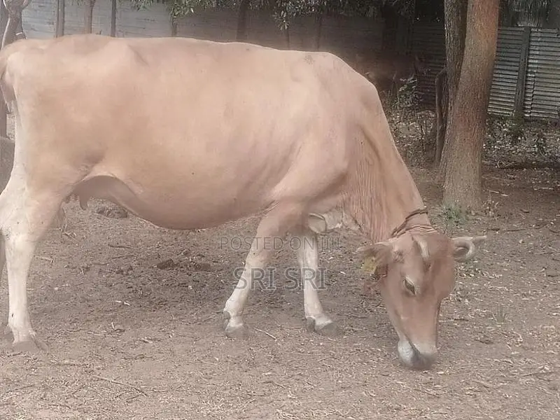Milk Cow
