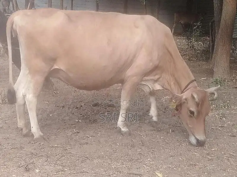 Milk Cow