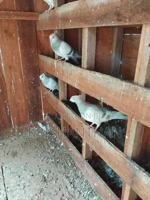 Pigeons