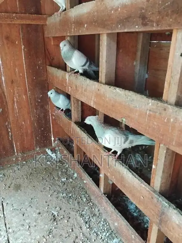 Pigeons