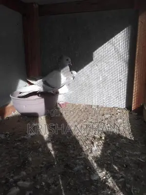Pigeons