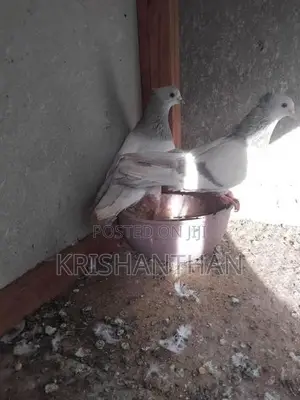 Pigeons