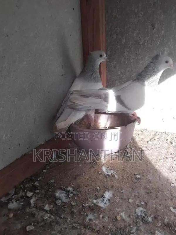Pigeons