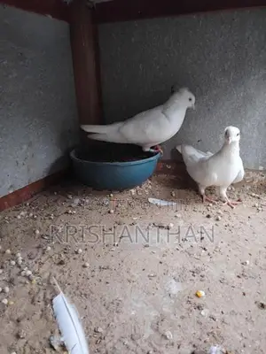 Pigeons