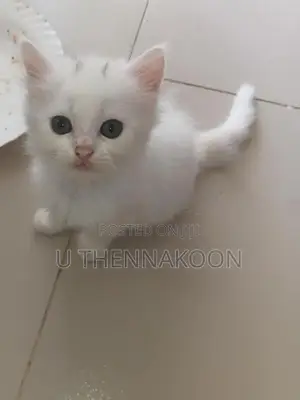 Pure Persian Kittens