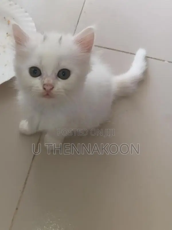 Pure Persian Kittens