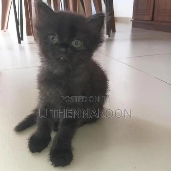 Pure Persian Kittens