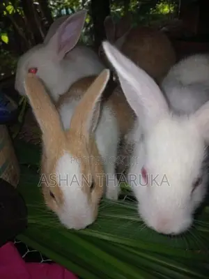 සති 05 වයසැති Newzeland හා පැටව් විකිනීමට ඇත.