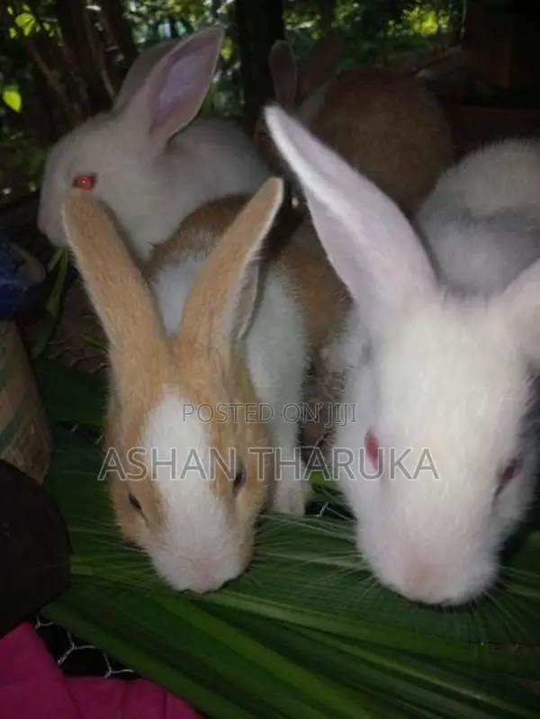 සති 05 වයසැති Newzeland හා පැටව් විකිනීමට ඇත.