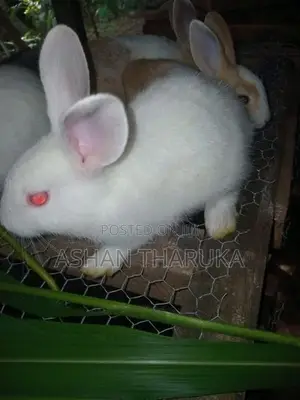සති 05 වයසැති Newzeland හා පැටව් විකිනීමට ඇත.