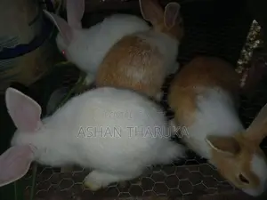 සති 05 වයසැති Newzeland හා පැටව් විකිනීමට ඇත.