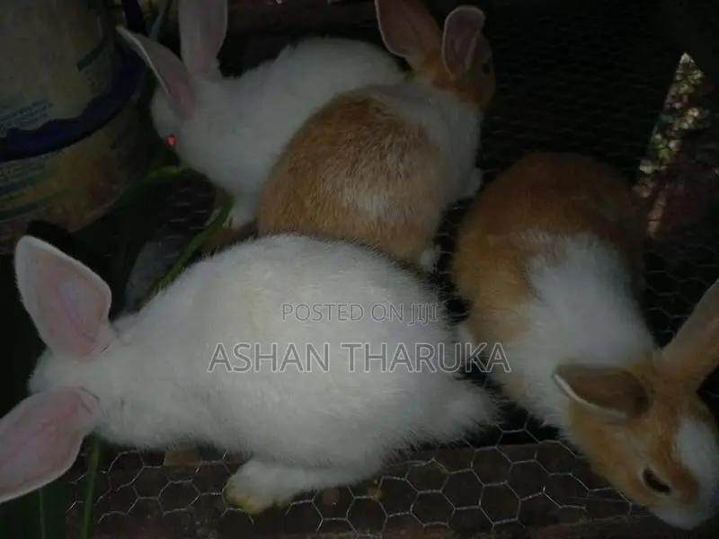 සති 05 වයසැති Newzeland හා පැටව් විකිනීමට ඇත.