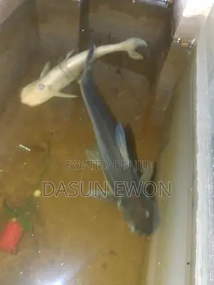 Catfish