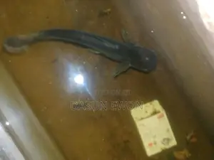 Catfish