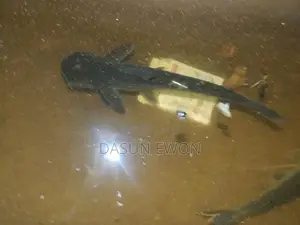 Catfish